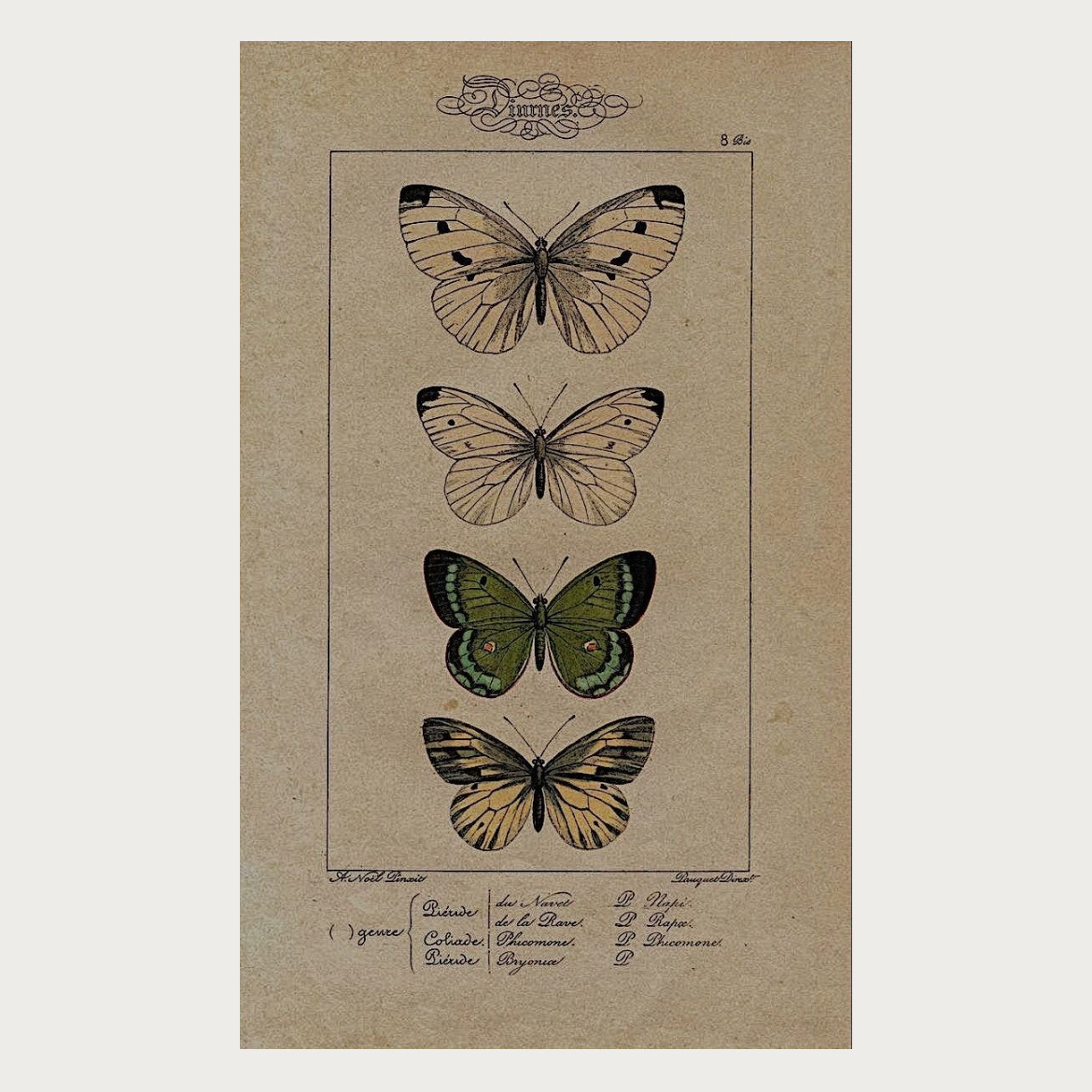 پوستر پروانه