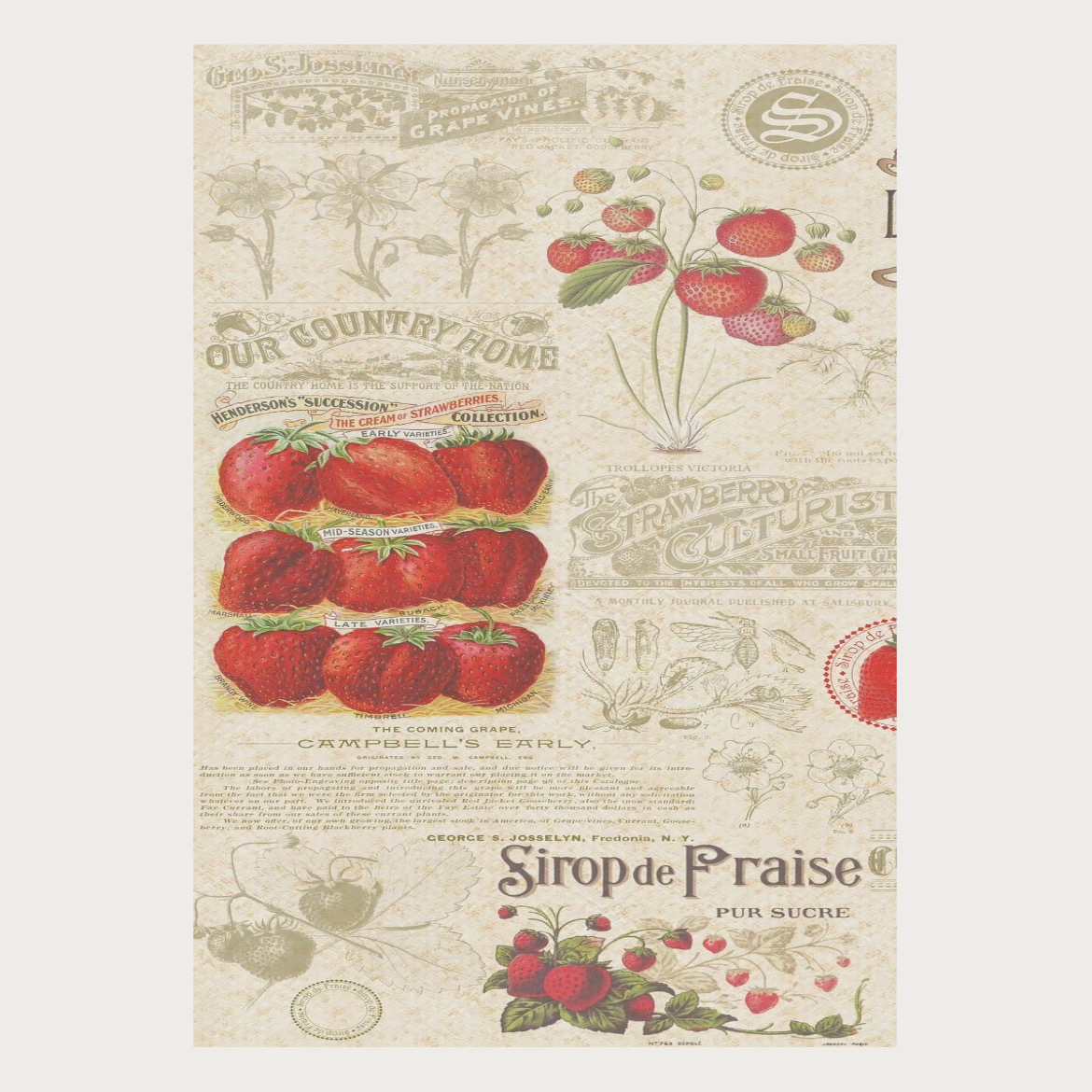 پوستر توت فرنگی