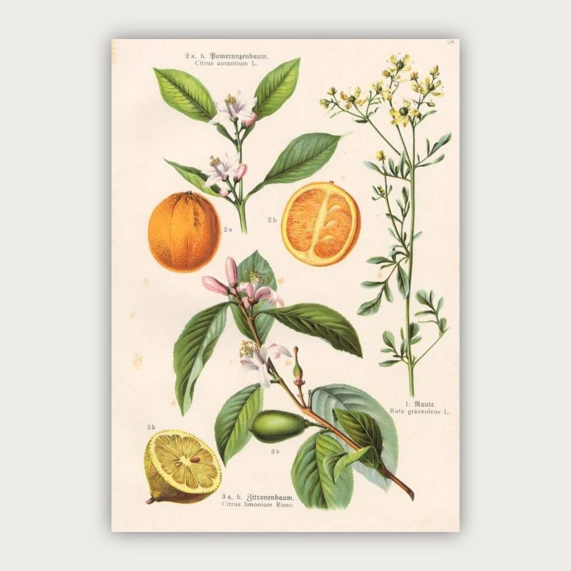 پوستر شکوفه نارنج