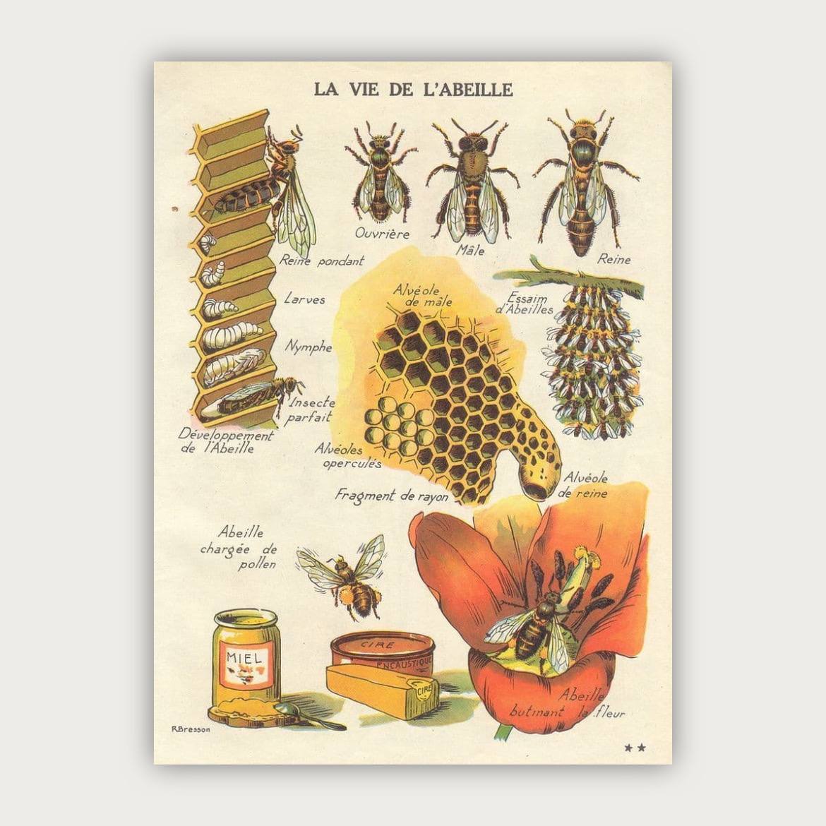 پوستر زنبور عسل