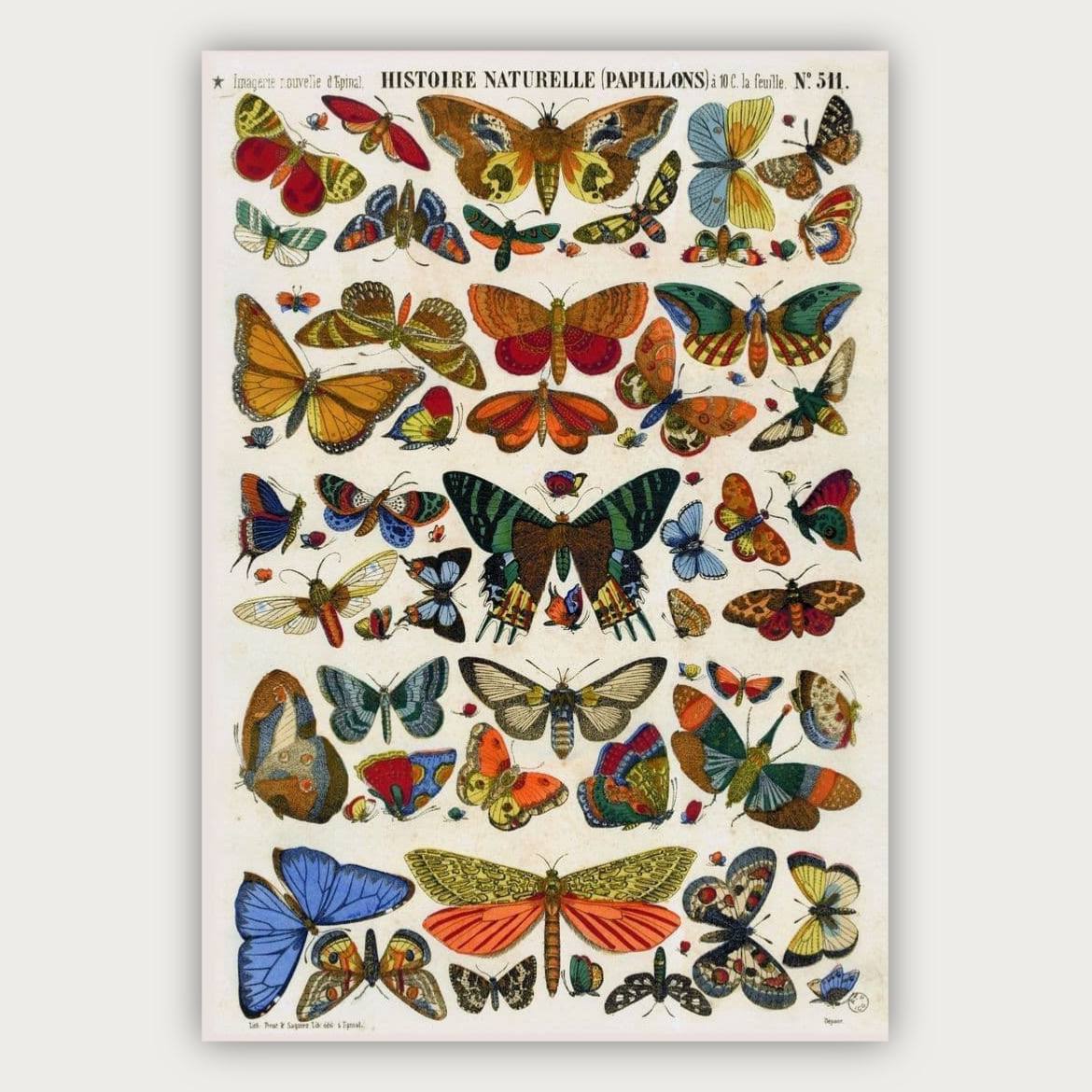 پوستر پروانه ها