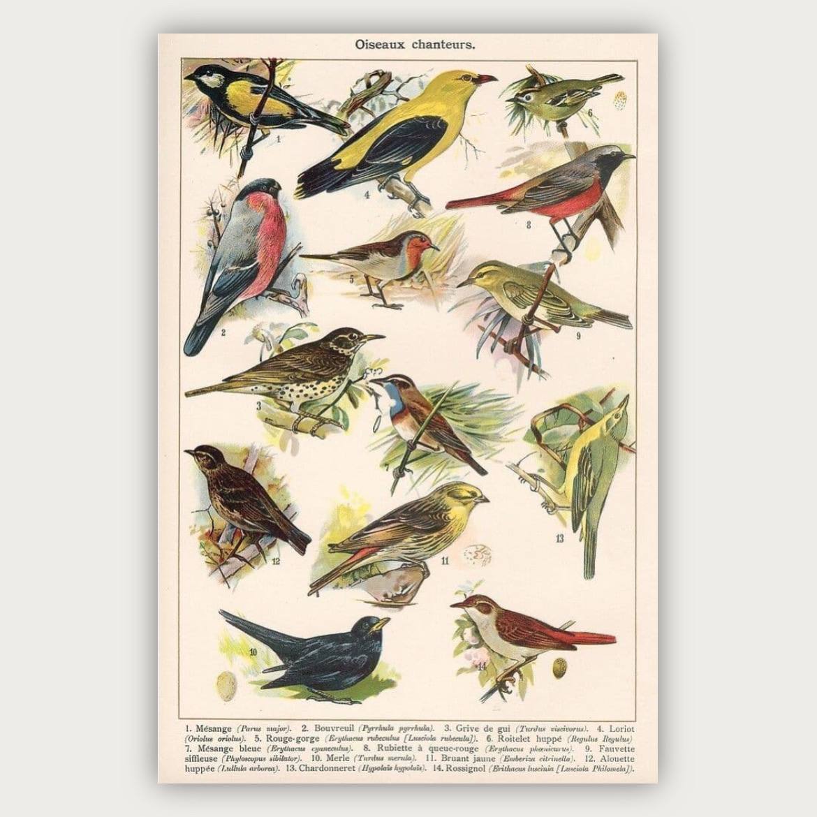 پوستر پرنده