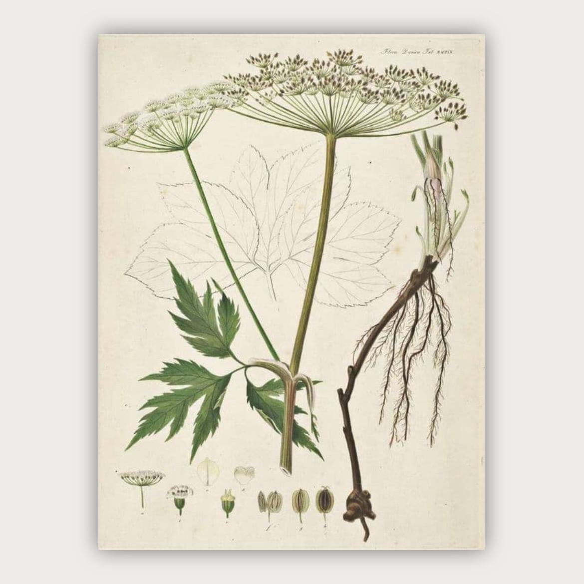 پوستر گل و گیاه